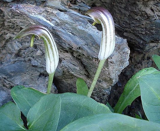 Arum arisarum, première plante récoltée par George Sand à son arrivée à Tamaris