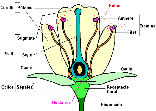 Structure et organisation d'une fleur